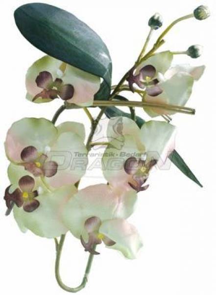 Orchideen, Luftwurzeln, Laub